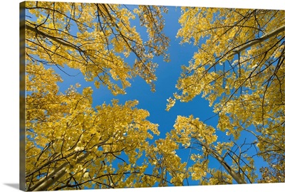 Canada, Yukon Territory, Birch trees with yellow fall foliage