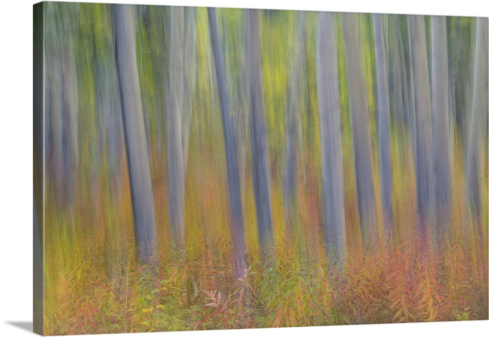 Canada, Yukon Territory, Kluane National Park.  Abstract motion blur of aspen trees.