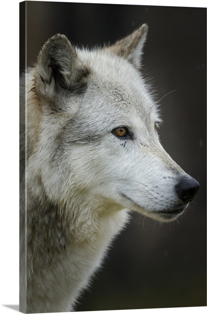 Gray/Grey Wolf