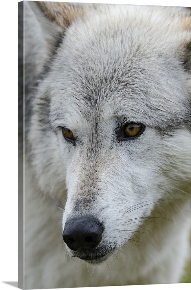 Gray/Grey Wolf