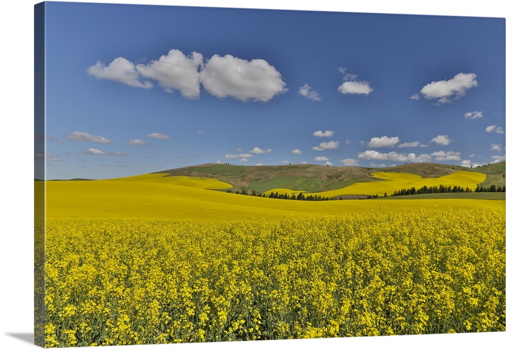 Canola field in full bloom Palouse Country of Eastern Washington