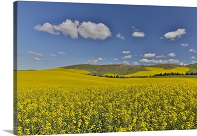 Canola Field In Full Bloom Palouse Country Of Eastern Washington