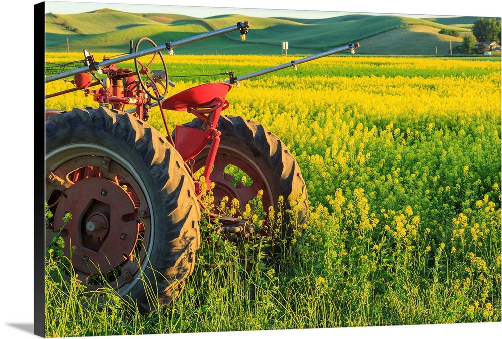 Canola Fields near town of Steptoe, Palouse Area of Eastern Washington State