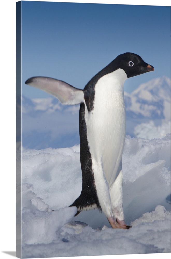 Cape Adare, Antarctica. Adelie Penguin taking a leap.