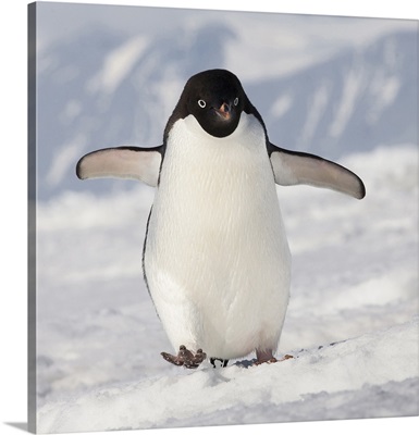 Cape Washington, Antarctica, Adelie penguin walks forward
