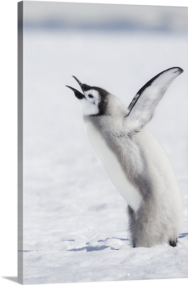 Cape Washington, Antarctica. An Emperor penguin chick Calling Out, wings outstretched.