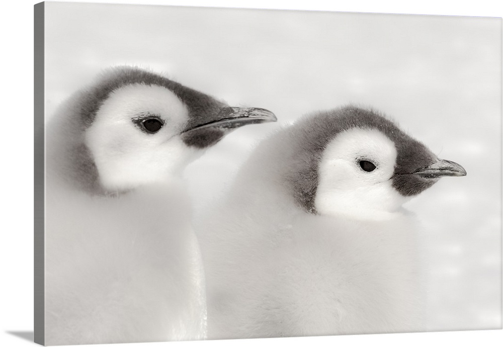 Cape Washington, Antarctica. Close-up of Emperor Penguin Chicks.