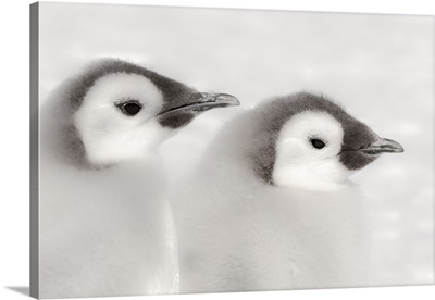 Cape Washington, Antarctica, Close-up of Emperor Penguin Chicks