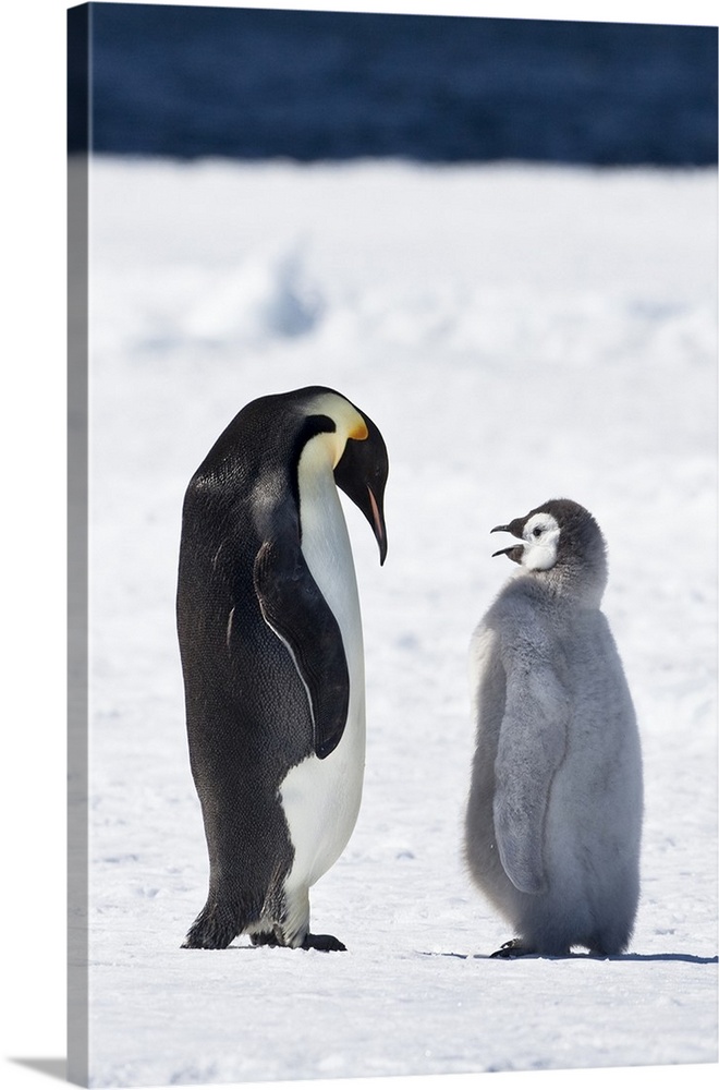 Cape Washington, Antarctica. Emperor penguin chick asks parent for food.