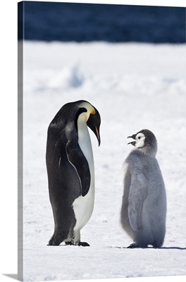 Cape Washington, Antarctica, Emperor penguin chick asks parent for food