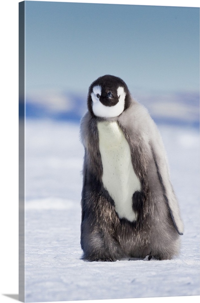 Cape Washington, Antarctica. Emperor penguin chick with down coat walking alone.
