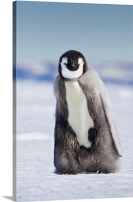 Cape Washington, Antarctica, Emperor penguin chick with down coat walking alone