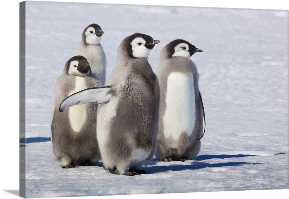 Cape Washington, Antarctica. Emperor Penguin Chicks.