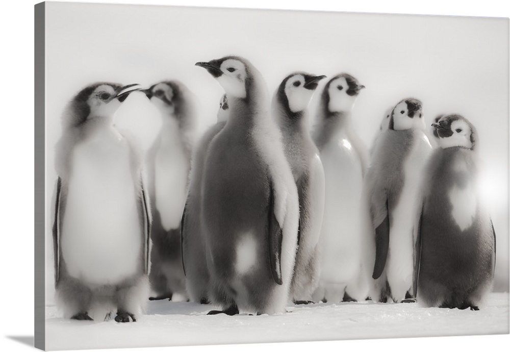 Cape Washington, Antarctica. Emperor Penguin Chicks standing in formation.