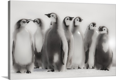 Cape Washington, Antarctica, Emperor Penguin Chicks standing in formation