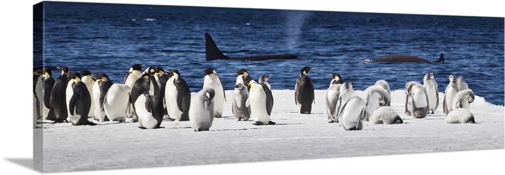 Cape Washington, Antarctica. Emperor penguins in foreground with Orcas in background.