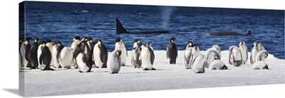 Cape Washington, Antarctica, Emperor penguins in foreground with Orcas in background