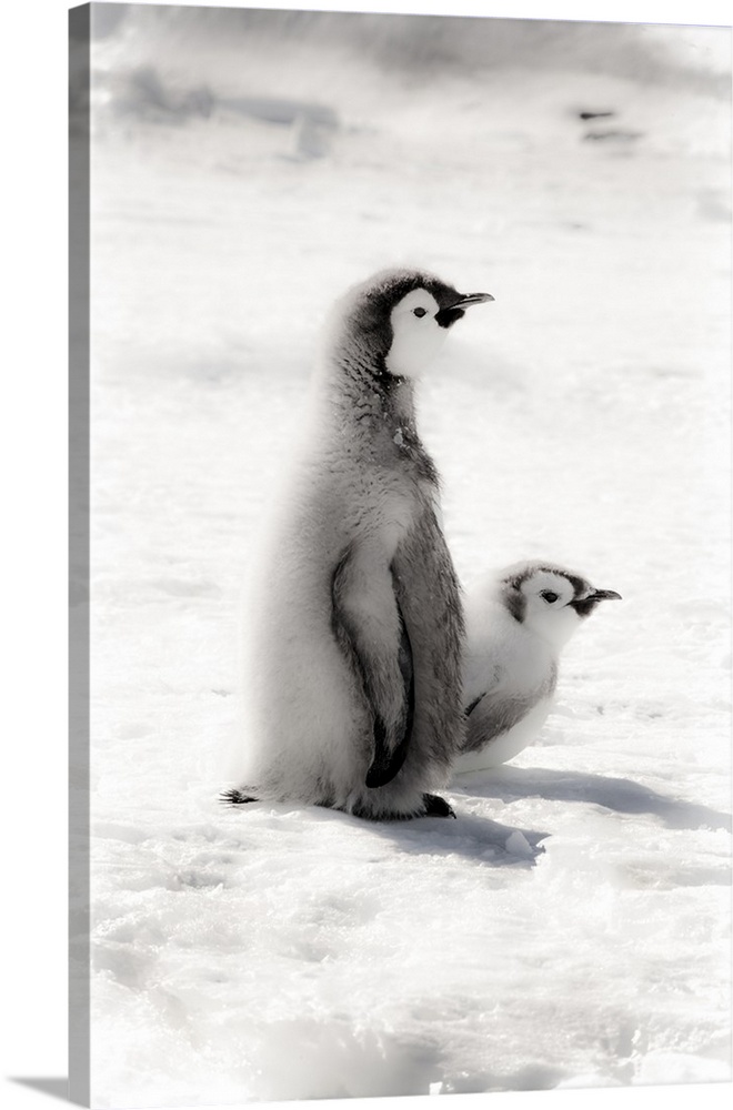Cape Washington, Antarctica. Two Emperor Penguin Chicks.