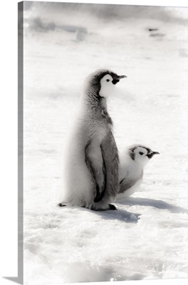Cape Washington, Antarctica, Two Emperor Penguin Chicks