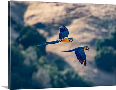Captive Blue And Gold Macaws Fly Together, Lotus, California, USA