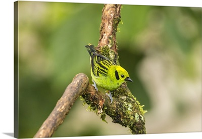Captive Emerald Tanager In La Paz Waterfall Garden