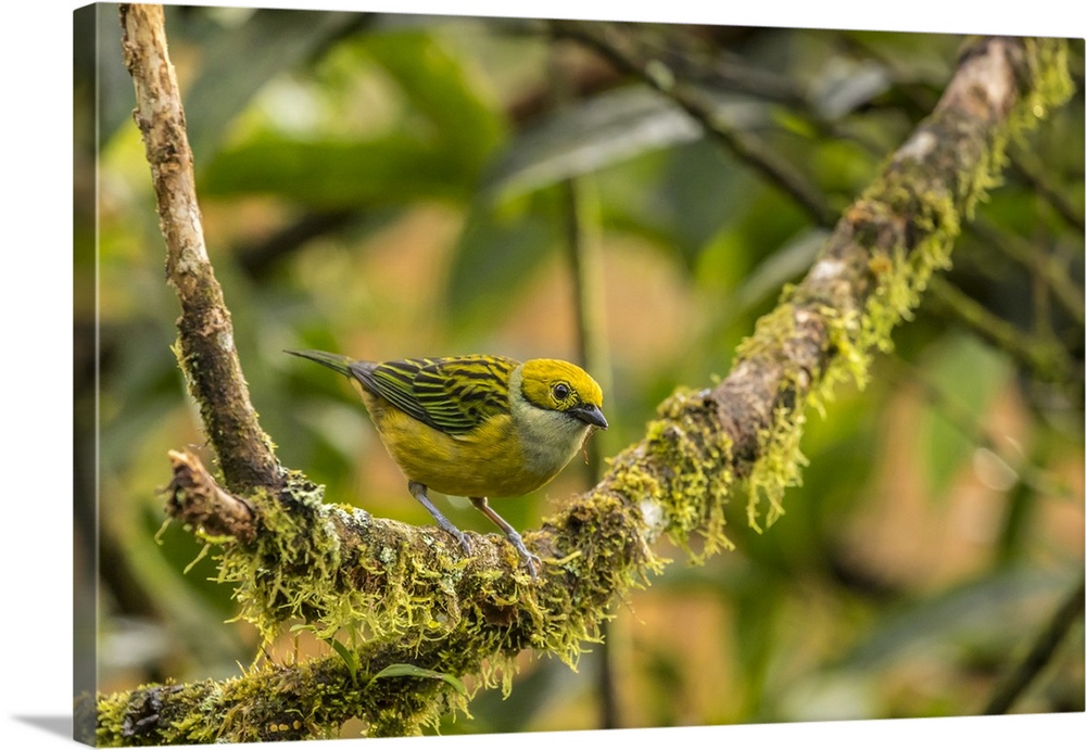 Costa Rica, La Paz River Valley. Captive golden-hooded tanager in La Paz Waterfall Garden. Credit: Cathy & Gordon Illg / J...