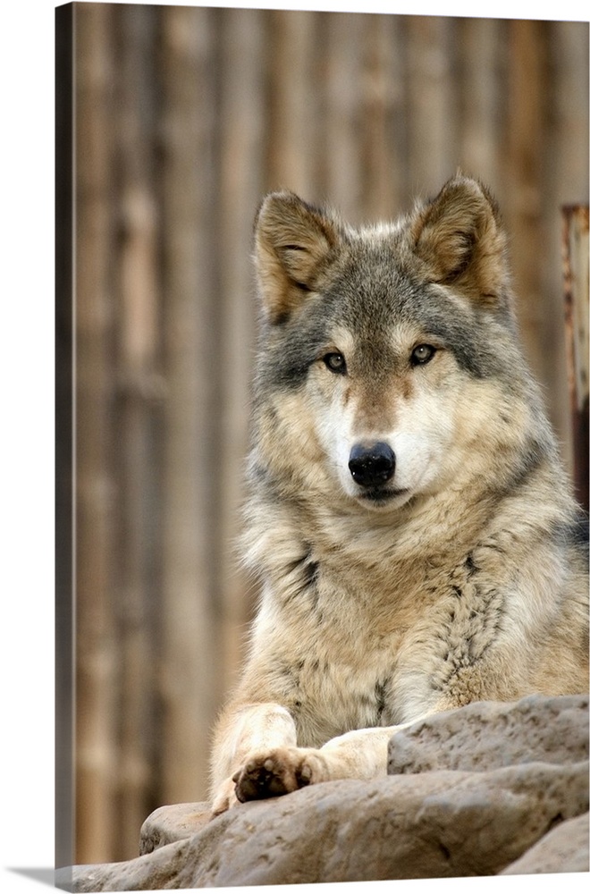 Captive Gray Wolf (Canis lupus), Folsom City Zoo Sanctuary, Folsom, California