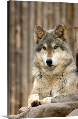 Captive Gray Wolf, Folsom City Zoo Sanctuary, Folsom, California