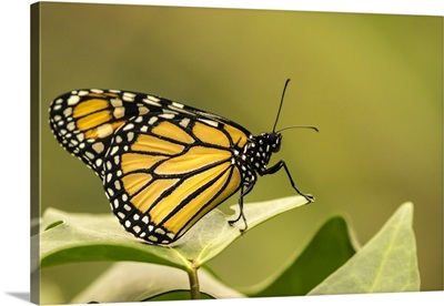Captive Monarch Butterfly In La Paz Waterfall Garden