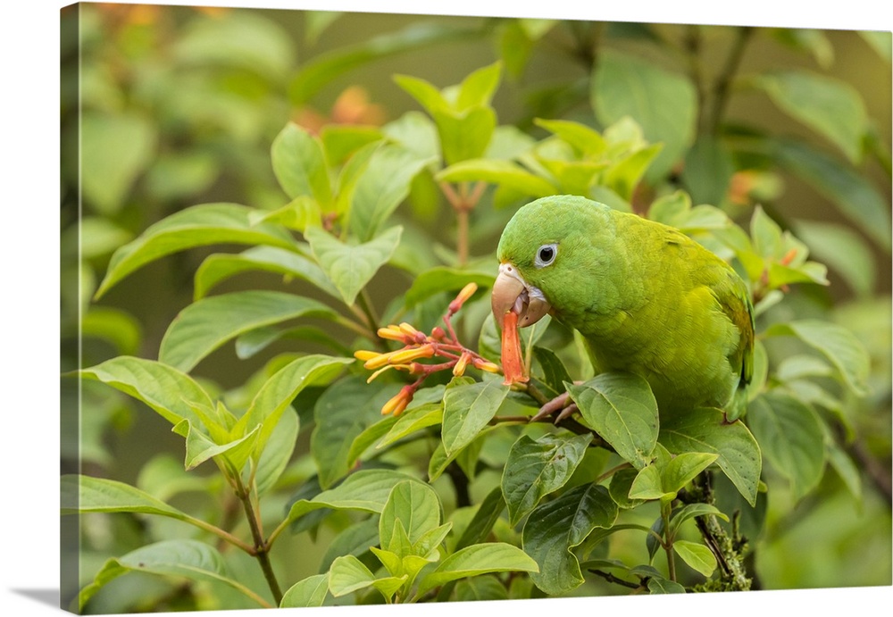 Costa Rica, La Paz River Valley. Captive orange-chinned parakeet feeding on flowers. Credit: Cathy & Gordon Illg / Jaynes ...