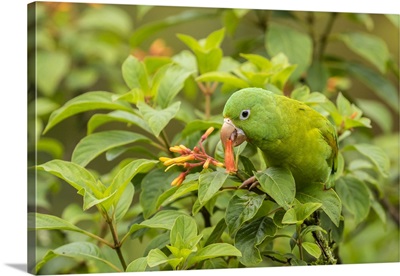 Captive Orange-Chinned Parakeet Feeding On Flowers
