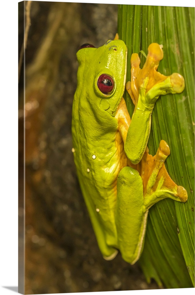 Costa Rica, La Paz River Valley, La Paz Waterfall Garden. Captive red-eyed tree frog on leaf. Credit: Cathy & Gordon Illg ...