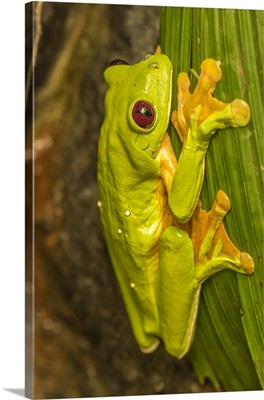 Captive Red-Eyed Tree Frog On Leaf