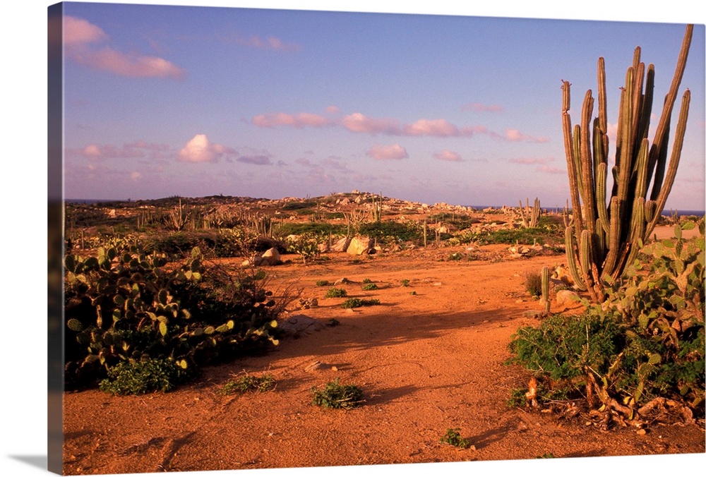 Aruba. Dutch Caribbean. Alto Vista cactus desert.