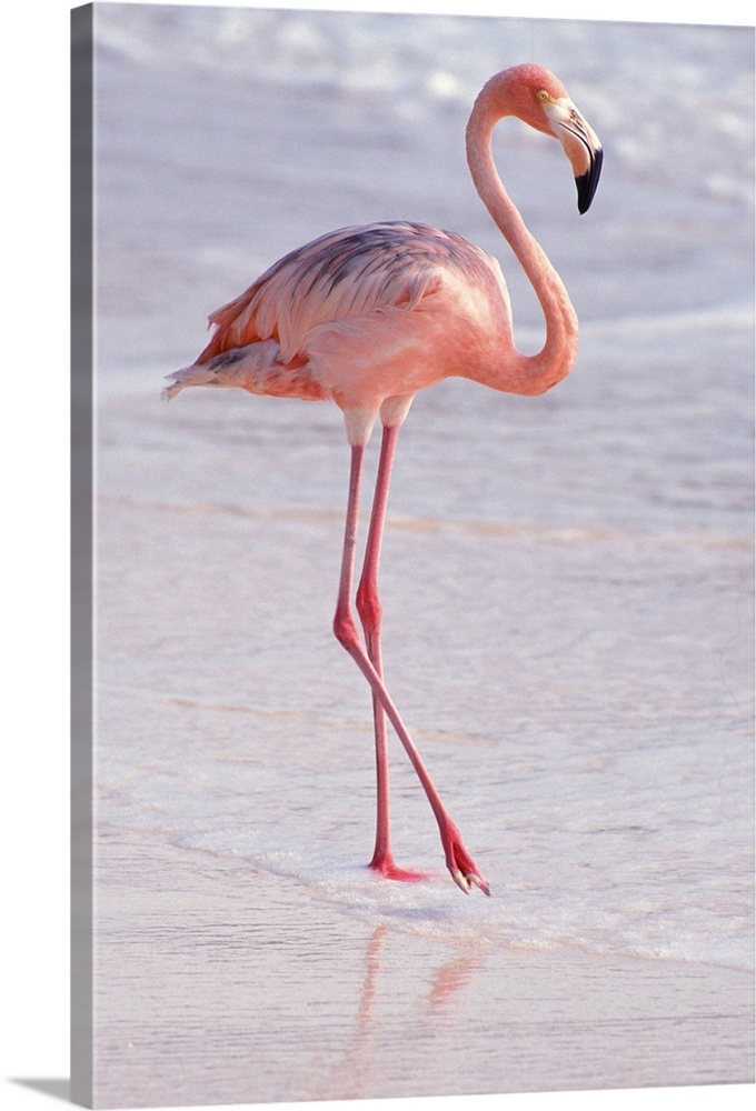 Aruba. Dutch Caribbean. Sonesta Island. Flamingo.
