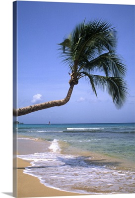 Caribbean Beach with Palm Tree Barbados