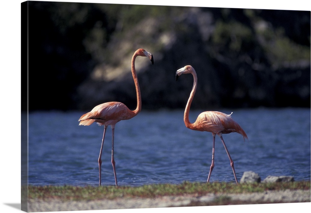 Caribbean, Bonaire, Lake Goto Meer.Pink Flamingos