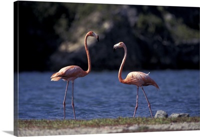 Caribbean, Bonaire, Lake Goto Meer. Pink flamingos