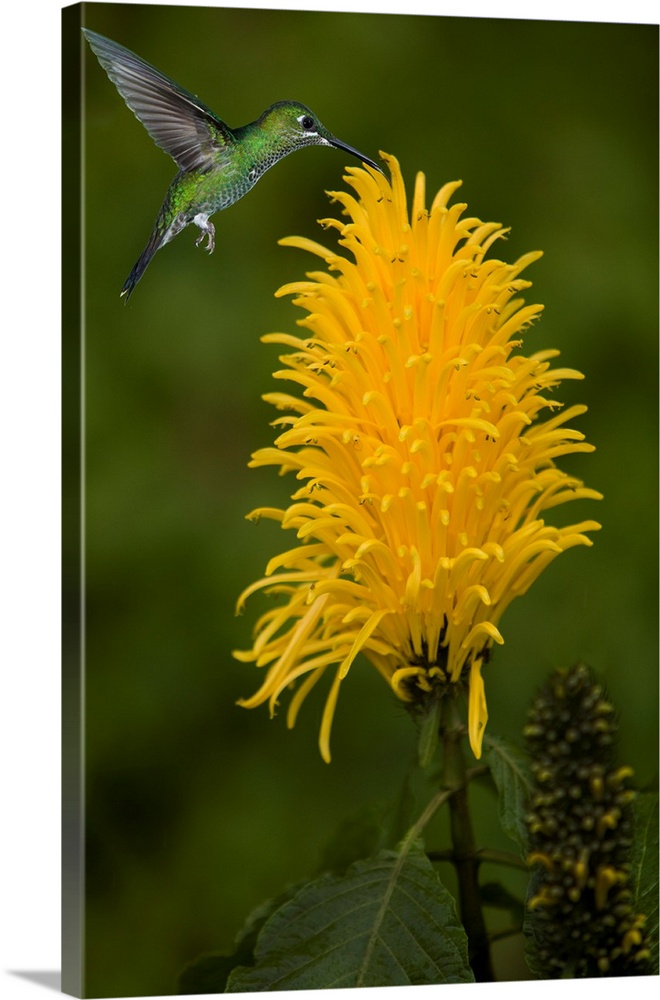 Caribbean, Costa Rica. Green-crowned brilliant hummingbird feeding.