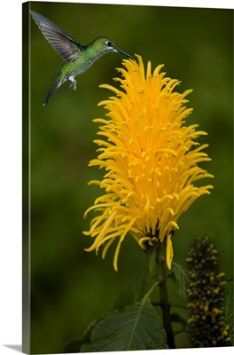 Caribbean, Costa Rica, Green-Crowned Brilliant Hummingbird Feeding