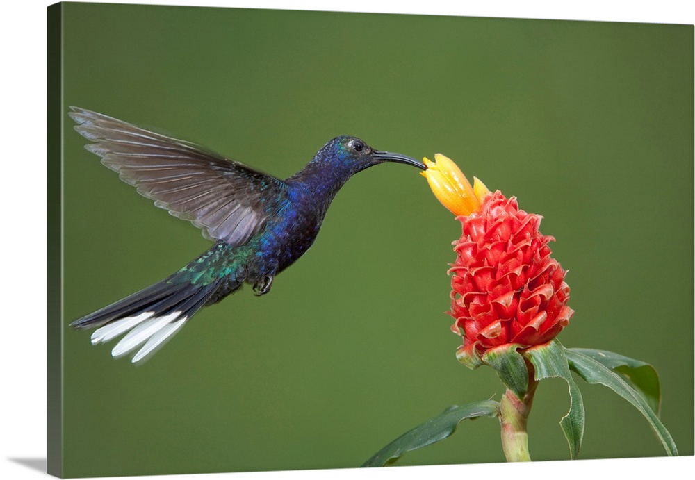 Caribbean, Costa Rica. Violet sabrewing hummingbird feeding.