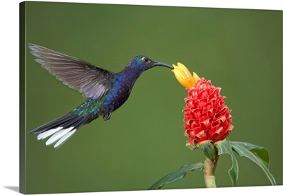 Caribbean, Costa Rica, Violet Sabrewing Hummingbird Feeding