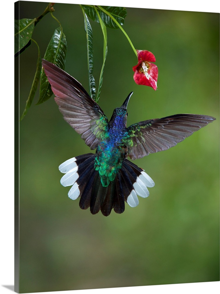 Caribbean, Costa Rica. Violet sabrewing hummingbird feeding.