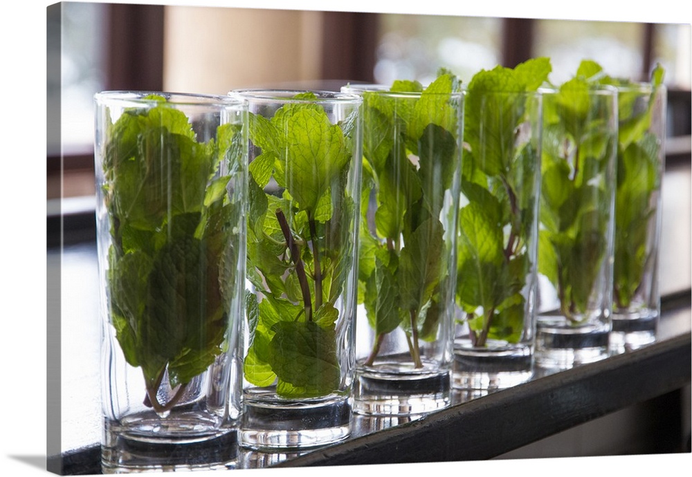 Caribbean, Cuba. Glasses filled with mint to make mojitos.