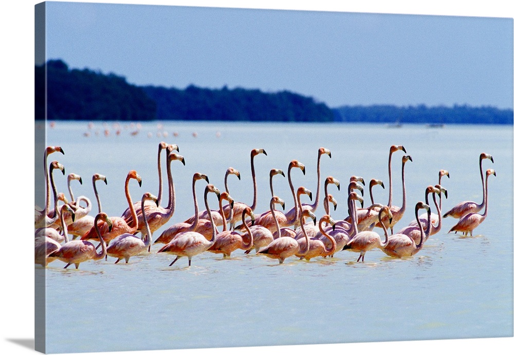 Flamingos at Laguna Oviedo, Barahona, Dominican Republic, Caribbean.