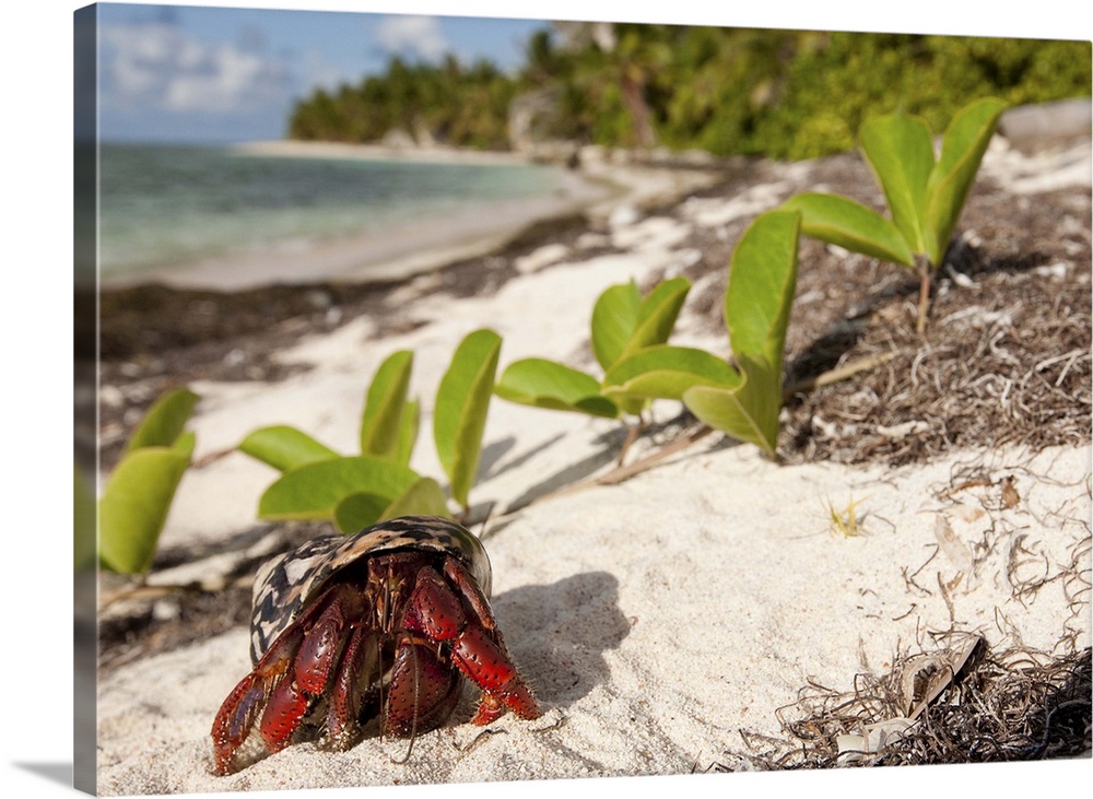 Caribbean hermit crab, Coenobita clypeatus, the beginning of the annual migration on Pajaros beach, Mona Island, Puerto Ri...