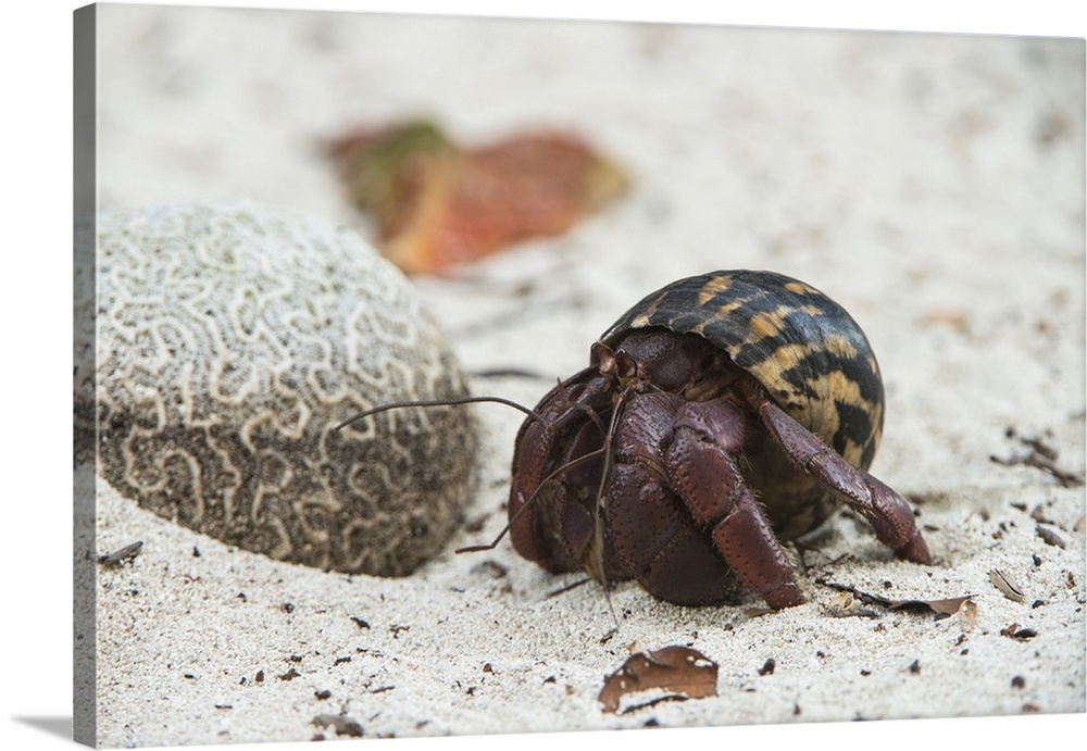Caribbean Hermit Crab (Coenobita clypeatus) on, Half Moon Caye, Lighthouse Reef, Atoll, Belize.