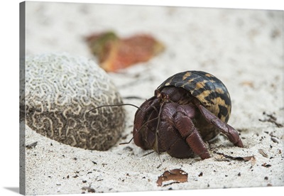 Caribbean Hermit Crab on, Half Moon Caye, Lighthouse Reef, Atoll, Belize