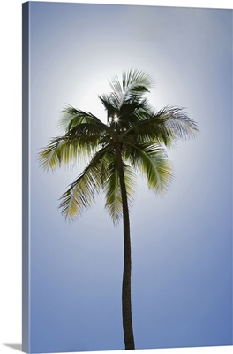 Caribbean, Puerto Rico. Coconut palm tree at Luquillo Beach.