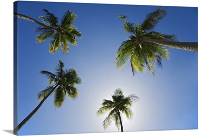 Caribbean, Puerto Rico. Coconut palm trees at Luquillo Beach.